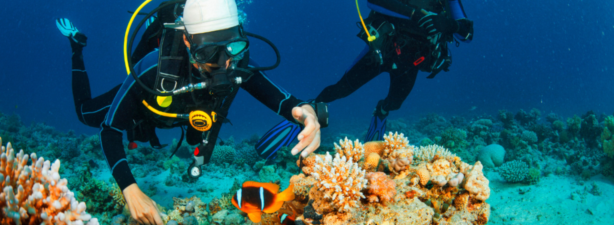 divers with coral and fish