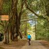 Cyclist riding past Moreton Bay Figs and Hundred Acres Reserve on Norfolk Island