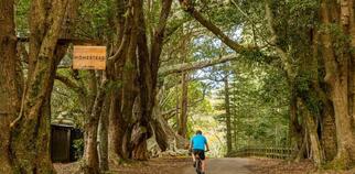 Cyclist riding past Moreton Bay Figs and Hundred Acres Reserve on Norfolk Island