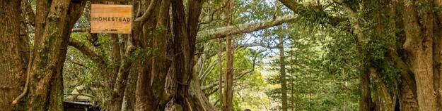 Cyclist riding past Moreton Bay Figs and Hundred Acres Reserve on Norfolk Island