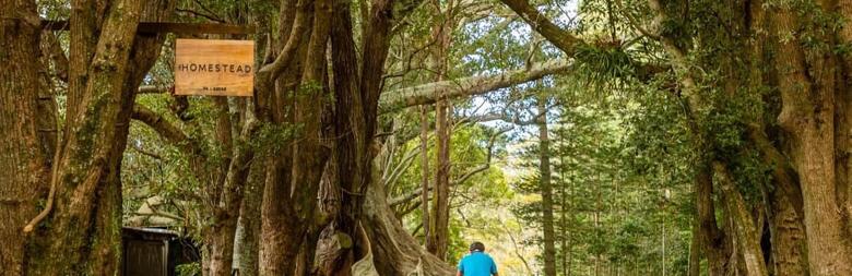 Cyclist riding past Moreton Bay Figs and Hundred Acres Reserve on Norfolk Island