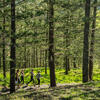 Group walking through trees on Norfolk Island