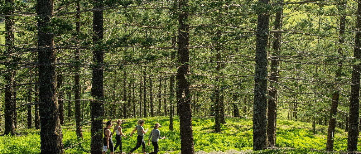 Group walking through trees on Norfolk Island