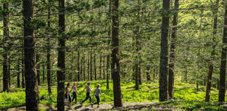 Group walking through trees on Norfolk Island