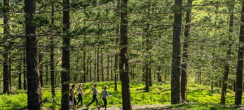 Group walking through trees on Norfolk Island