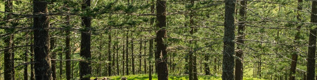 Group walking through trees on Norfolk Island