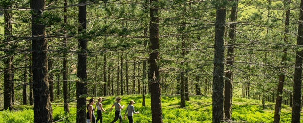 Group walking through trees on Norfolk Island