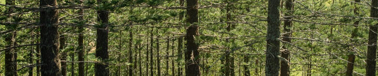 Group walking through trees on Norfolk Island