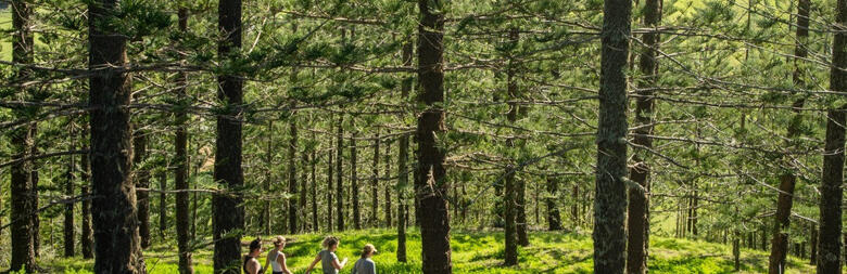 Group walking through trees on Norfolk Island