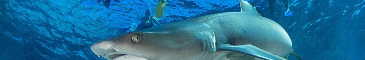 encountering animals in Fiji