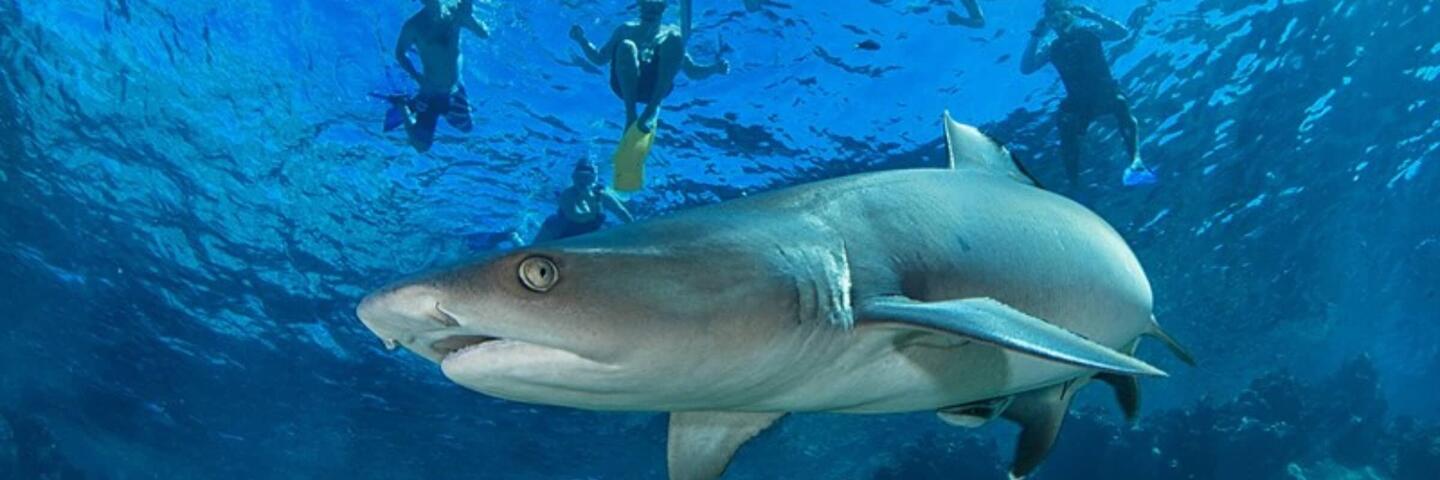 encountering animals in Fiji