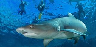 encountering animals in Fiji