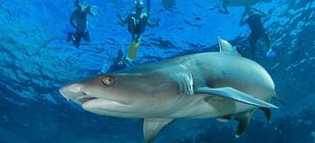 encountering animals in Fiji