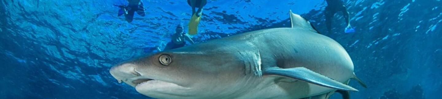 encountering animals in Fiji