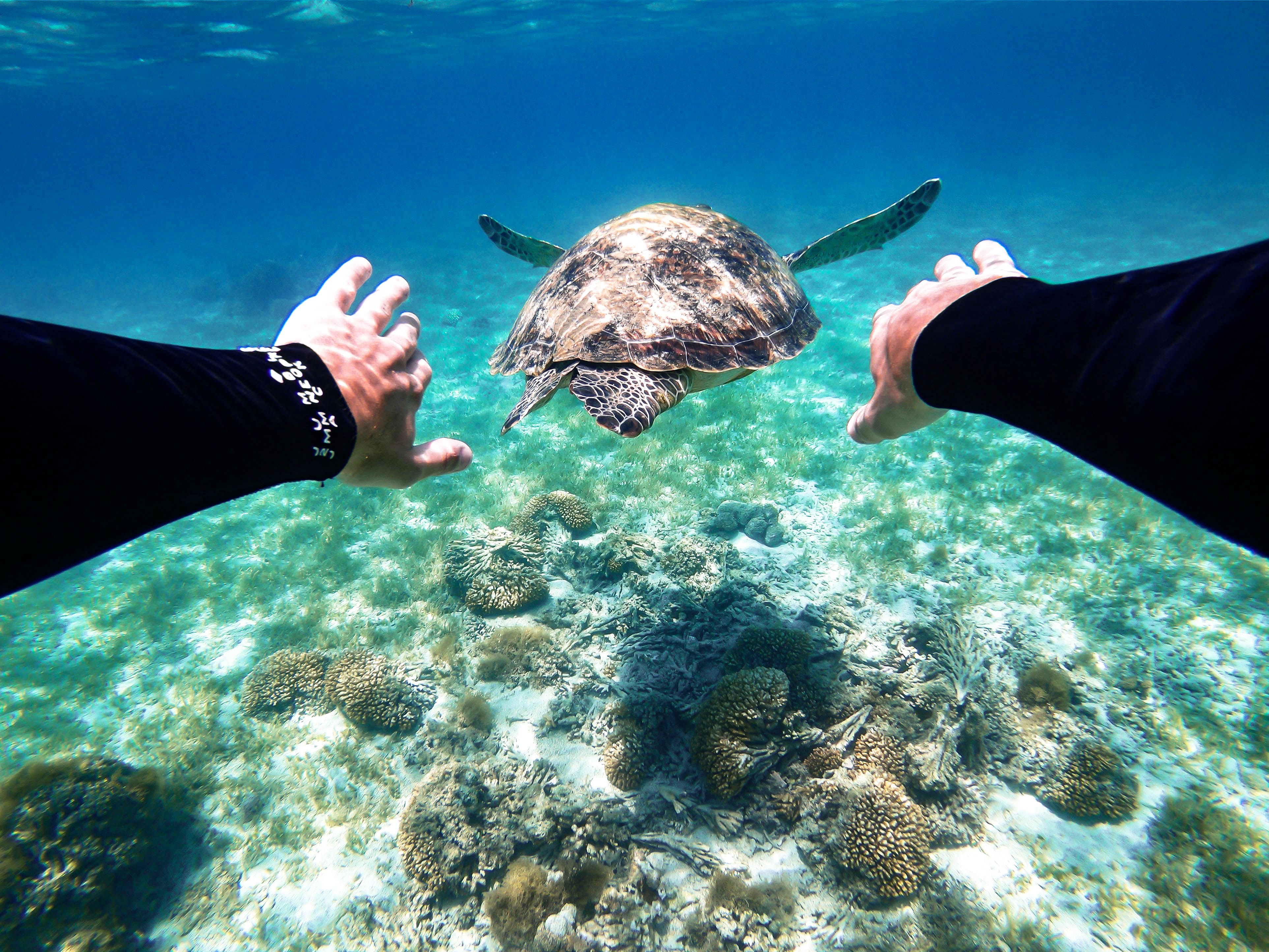 Turtle swimming in Lord Howe Island