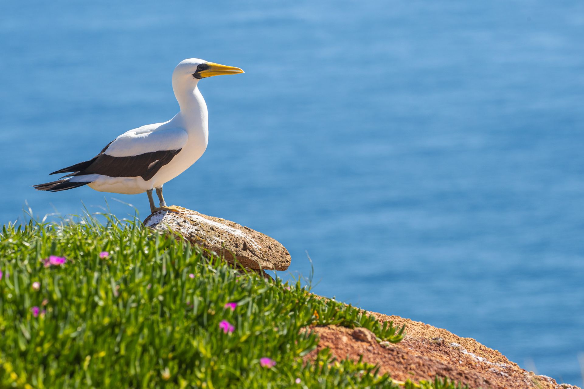 Sea birds of Norfolk Island