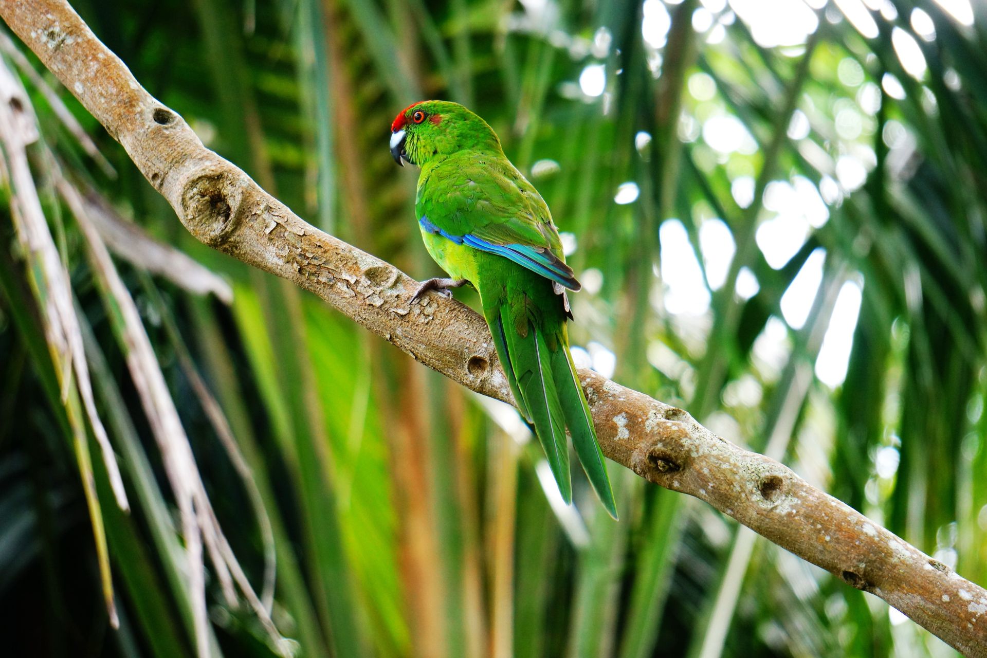Norfolk Island Famous Green Parrot