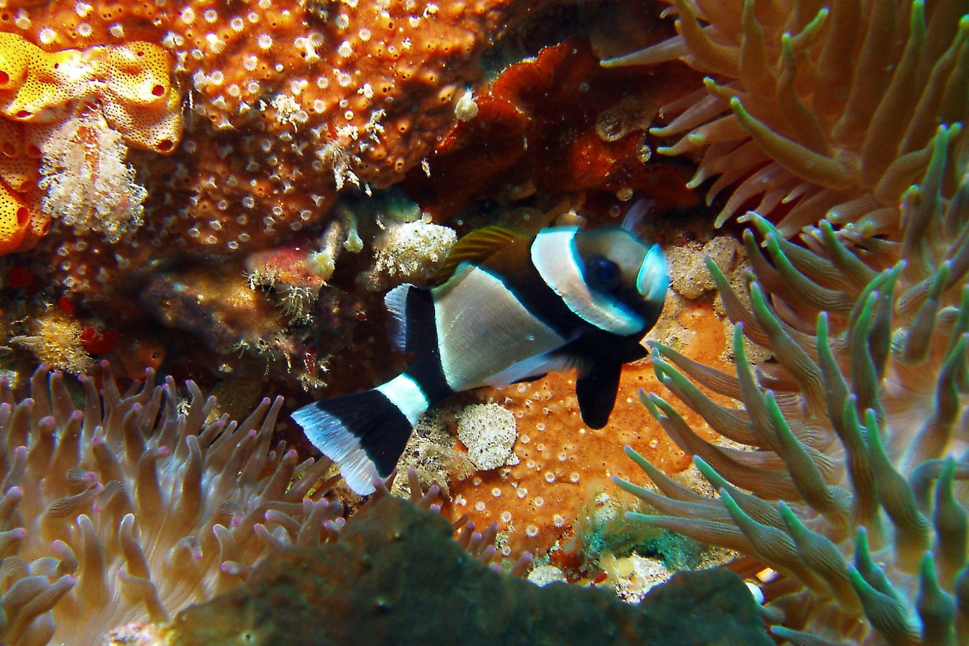 Tropical fish in Norfolk Island