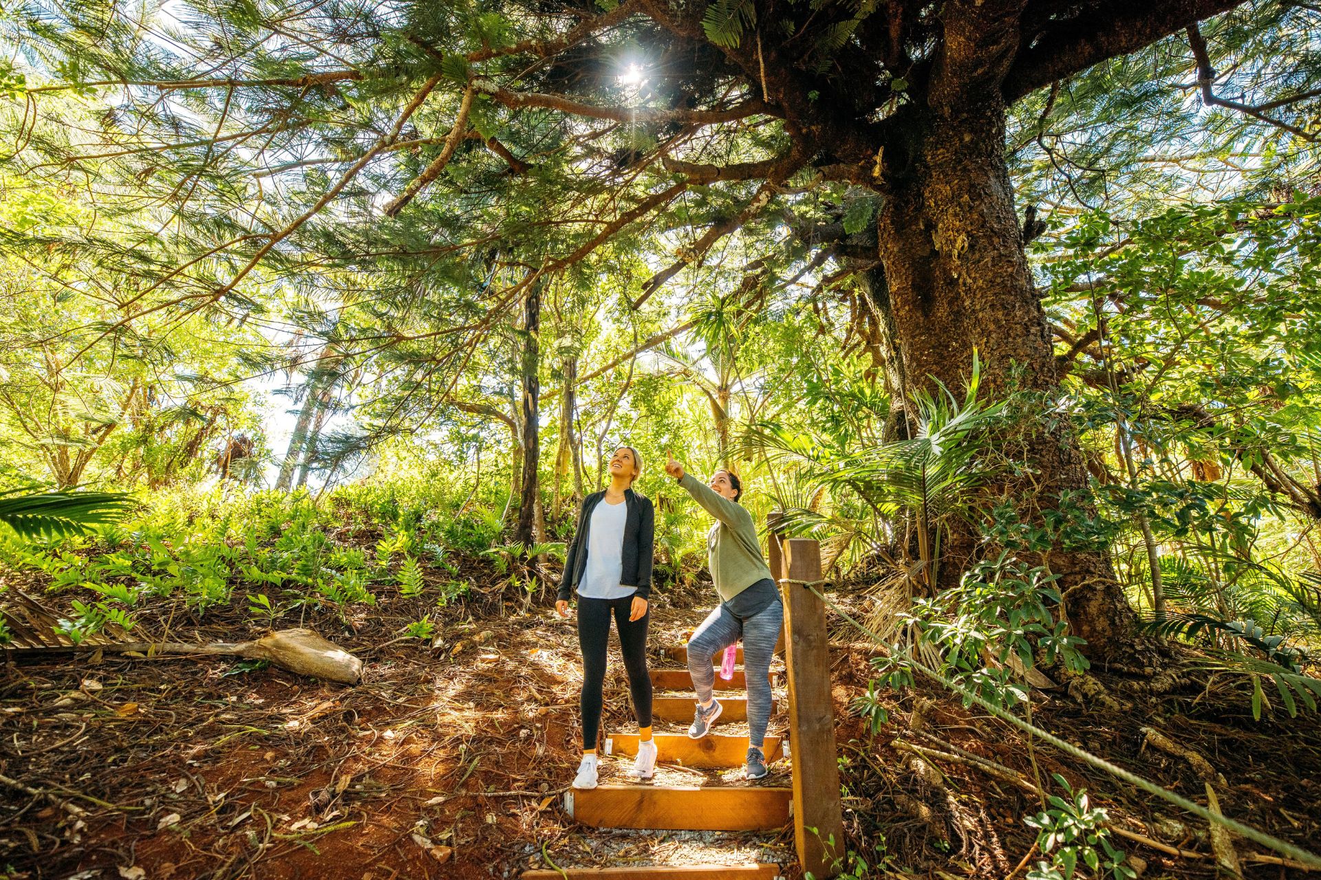 Norfolk Island bird watching