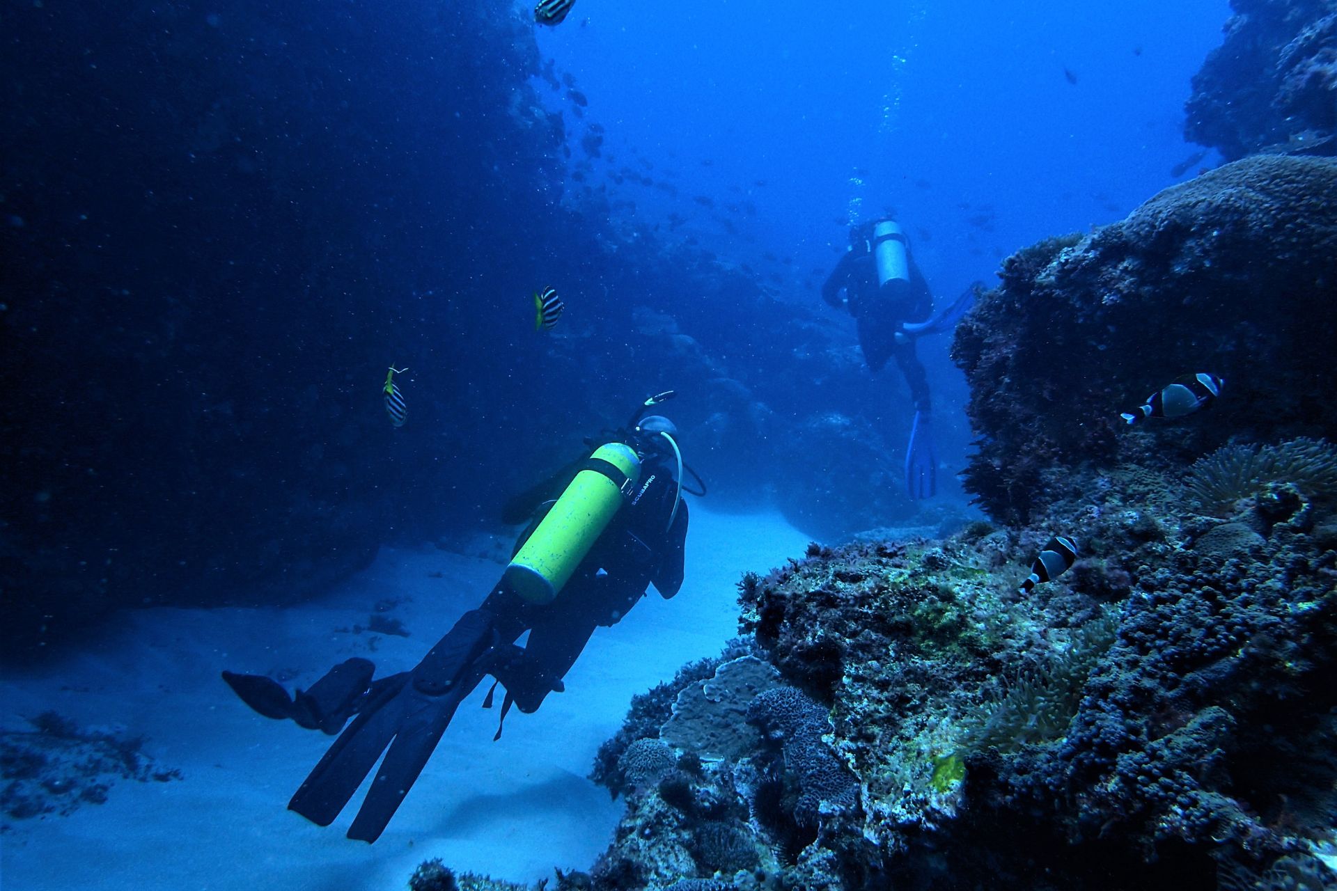 Norfolk Island diving