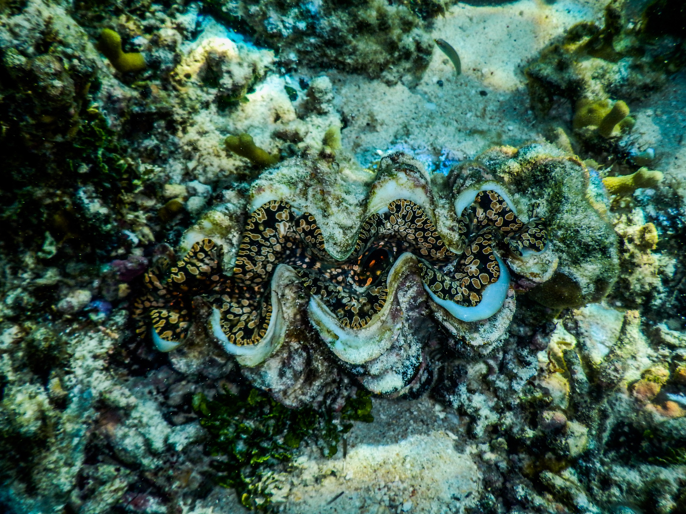 A clam sits closed on colourful corals under the ocean
