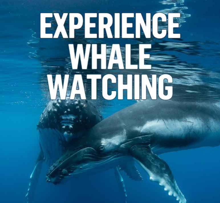 Whale Watching Tonga