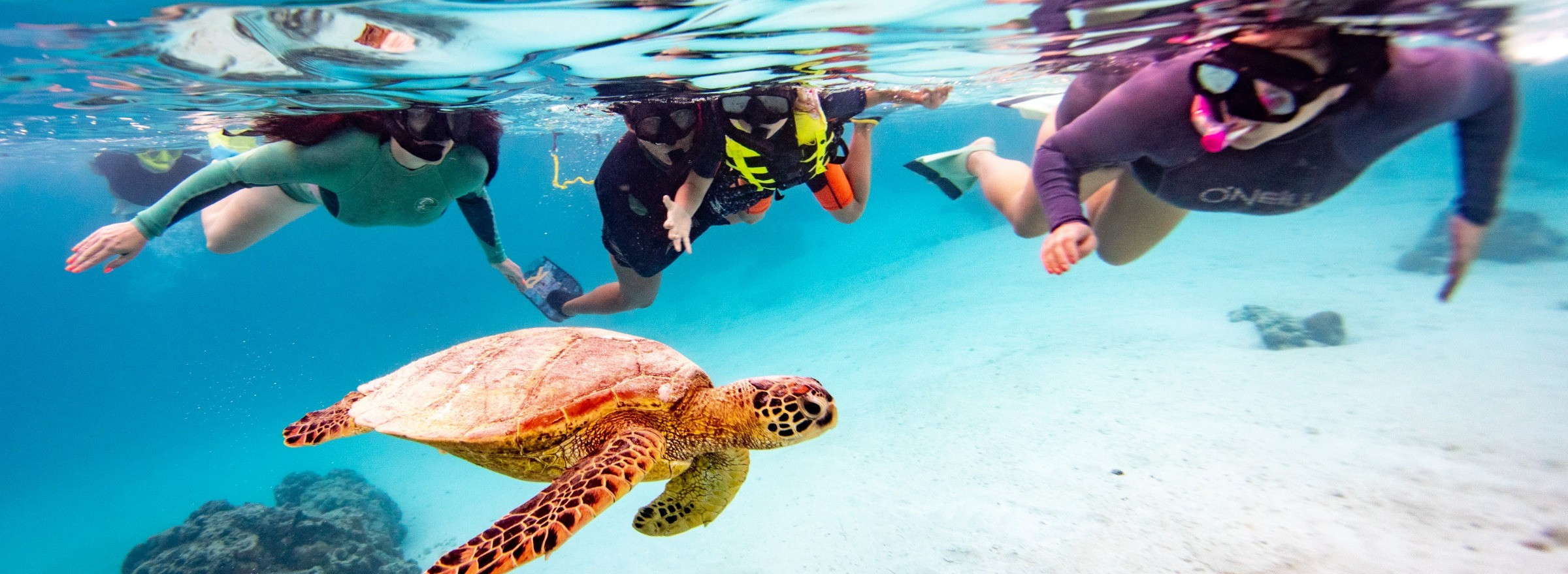 Image of 2 women, a man, and a child snorkelling and swimming with a turtle