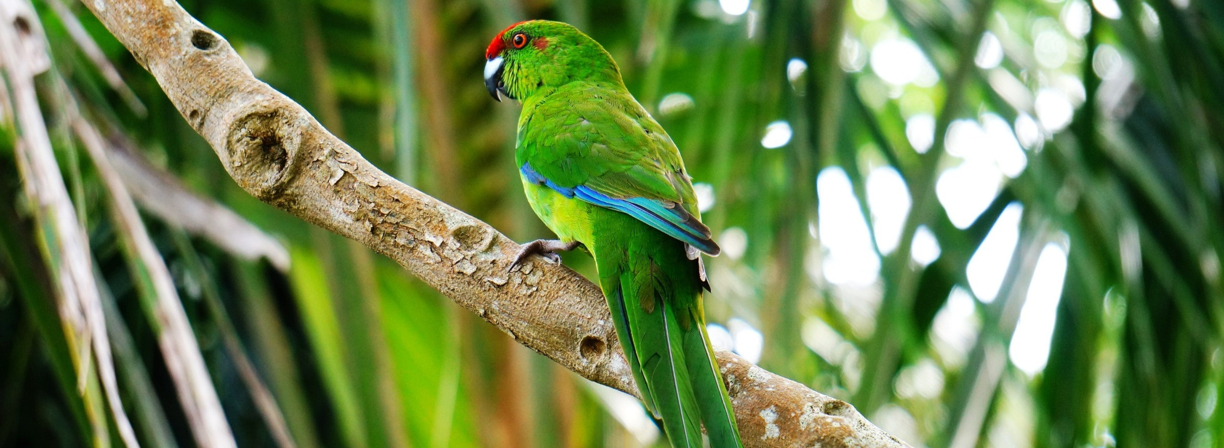 Green Parrot, Norfolk Island