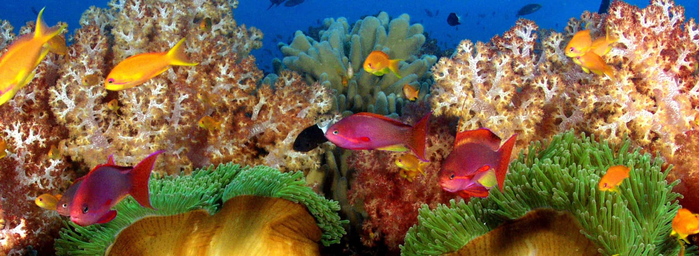5 best Fiji dive spots