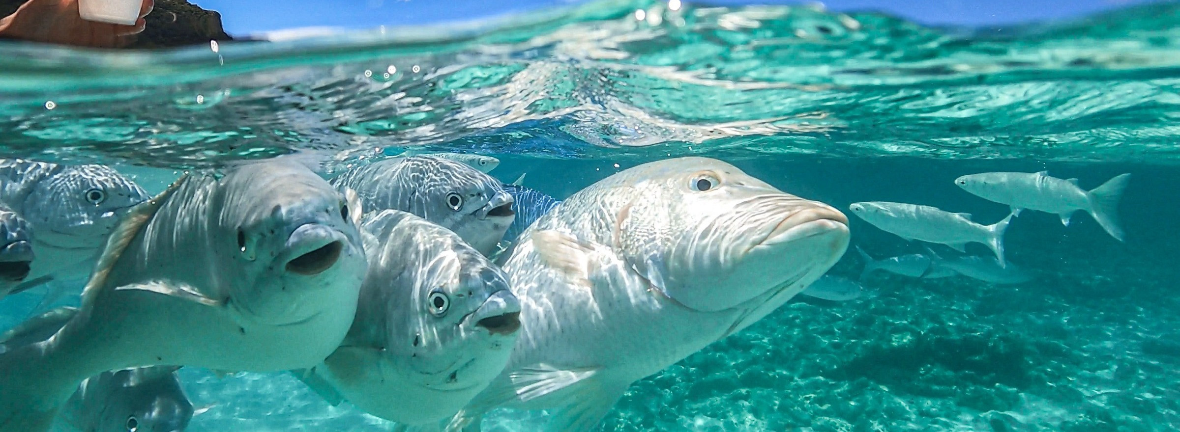 Fish feeding Lord Howe Island