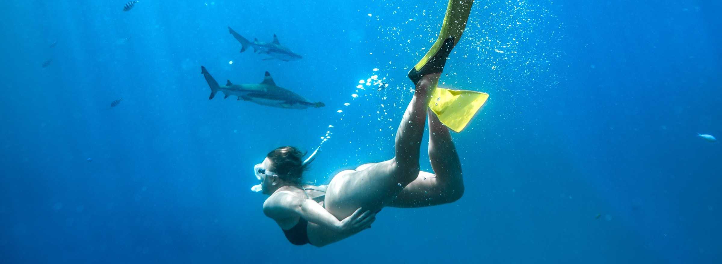 snorkeller swimming with reef sharks