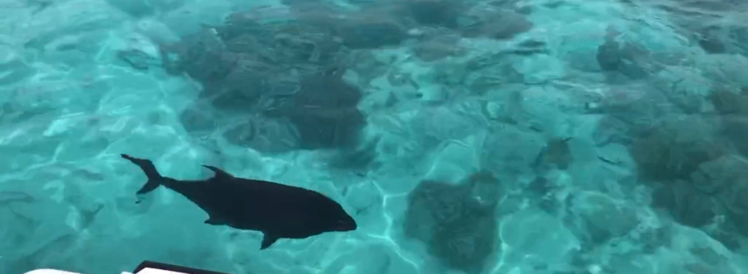 Giant Trevally swimming in the blue waters of Aitutaki