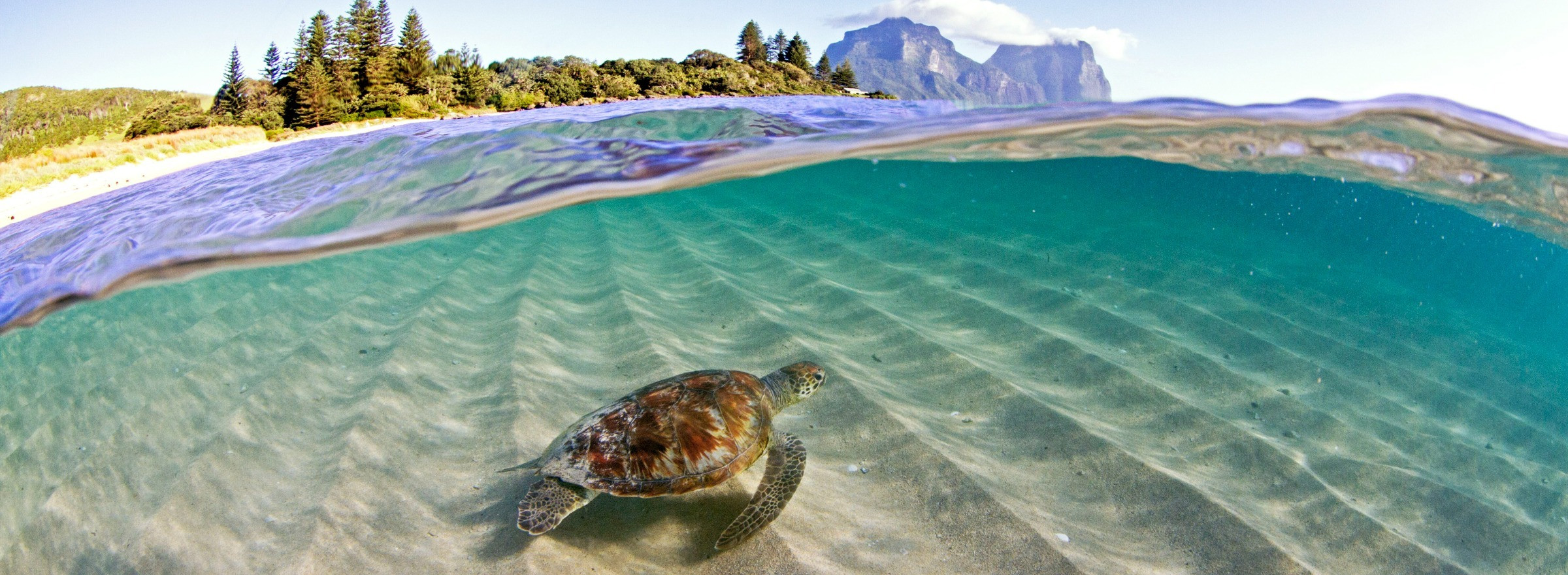 Turtle Lord Howe Island