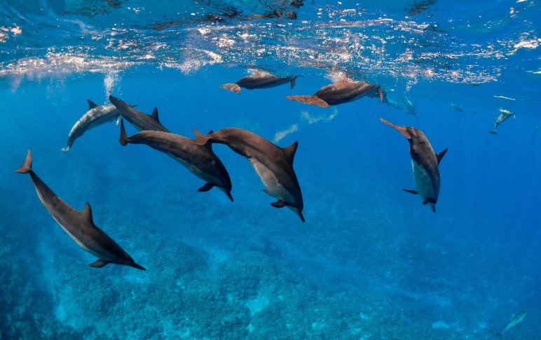 dolphins in niue