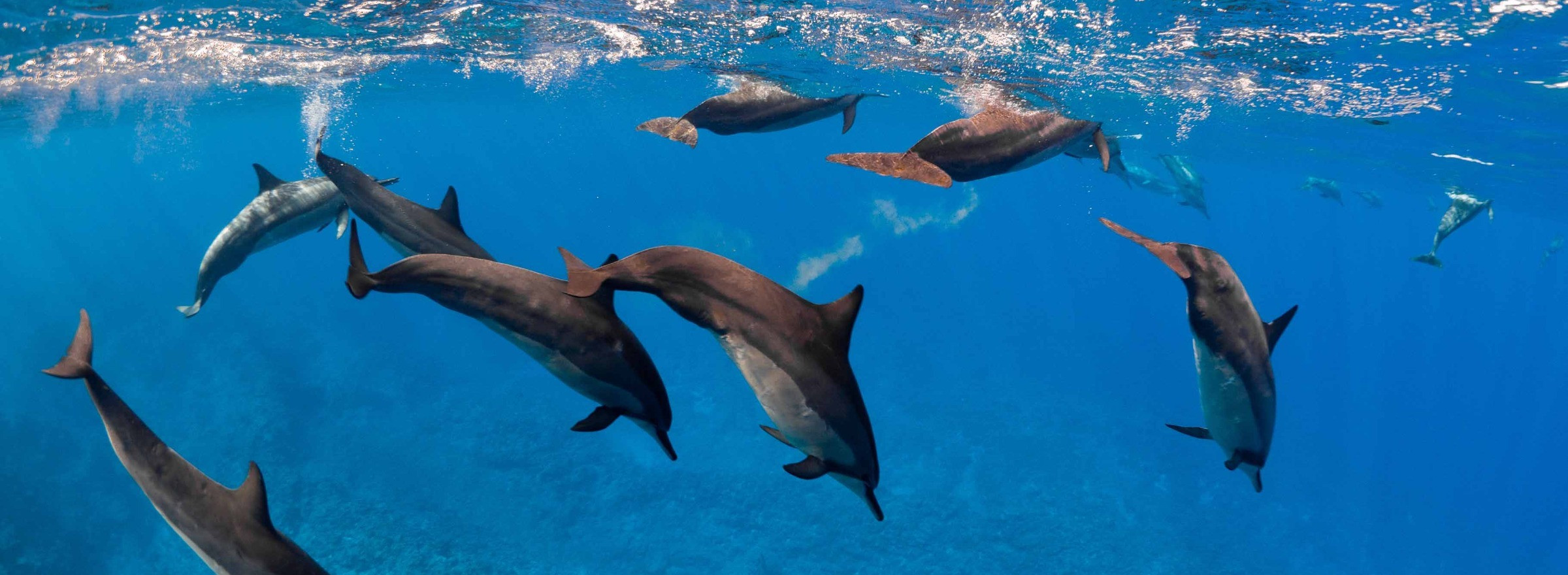 dolphins in Niue