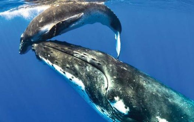 Niue whales