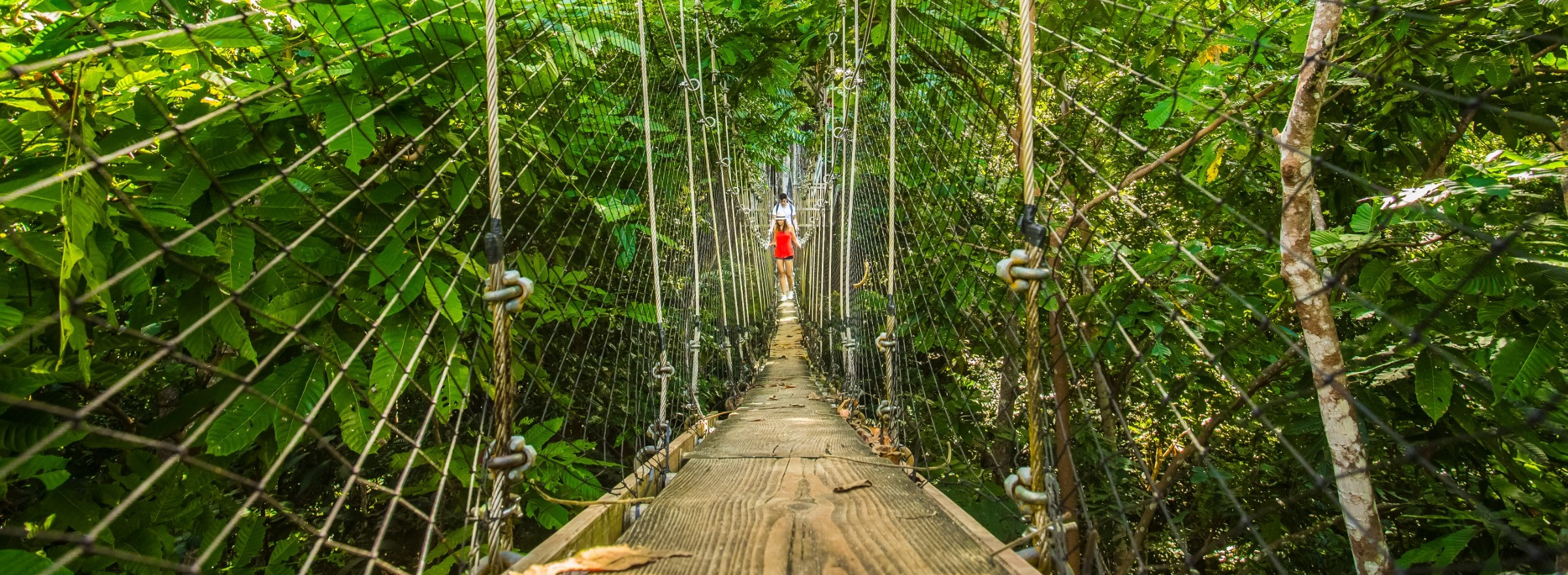 Falealupo Rainforest walk
