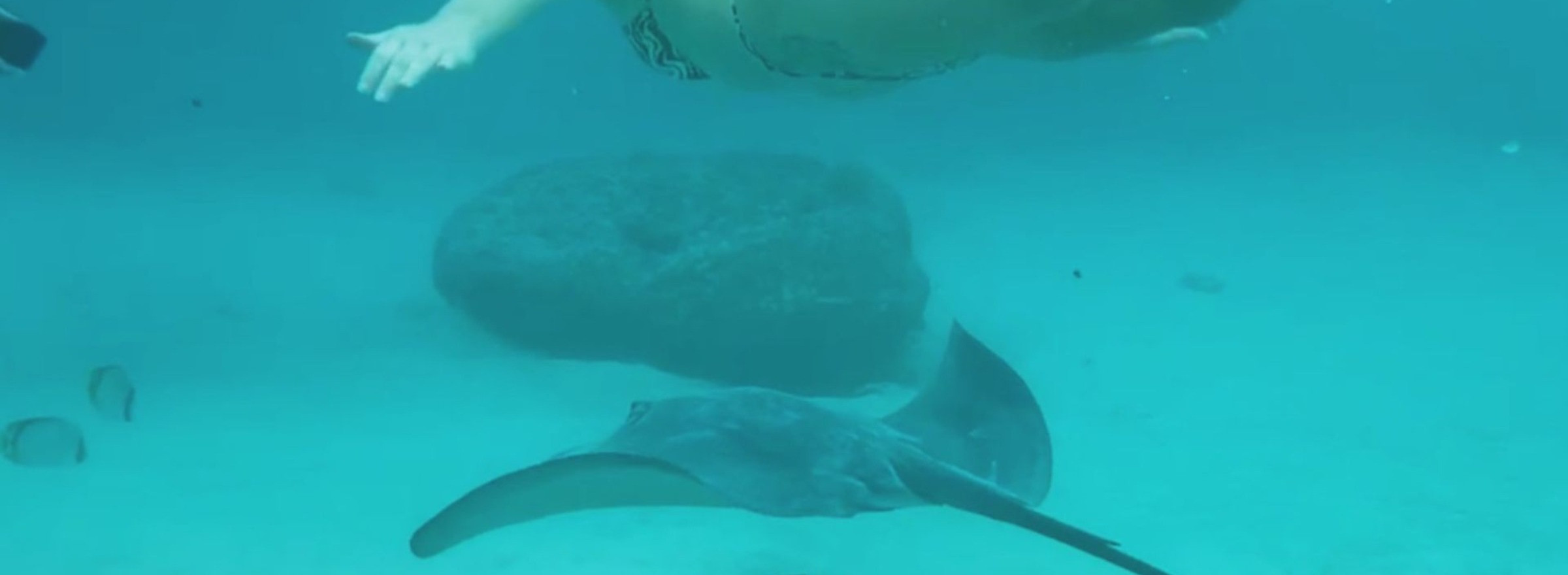 Swimming with Bull Rays in Moorea