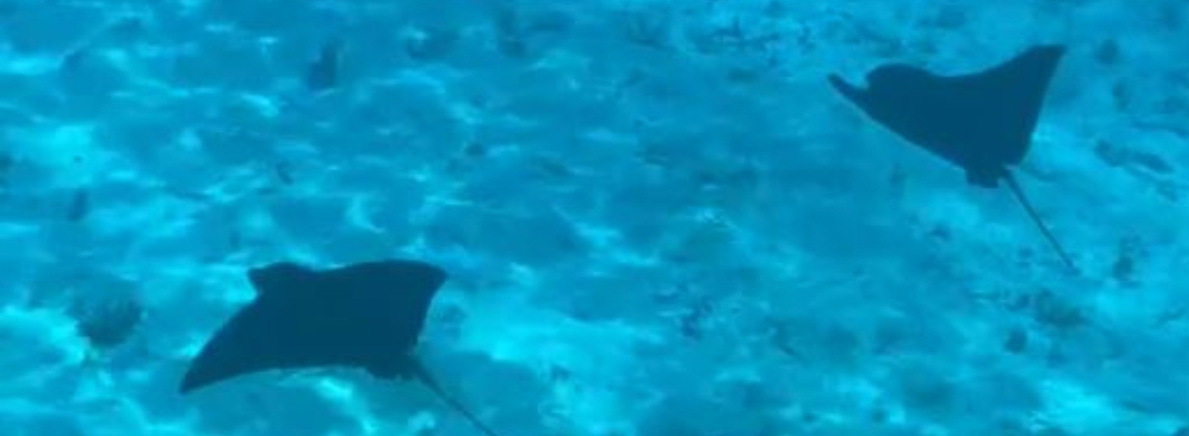 Swimming with eagle rays in Bora Bora