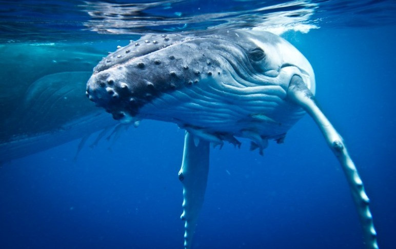 humpback whale tonga